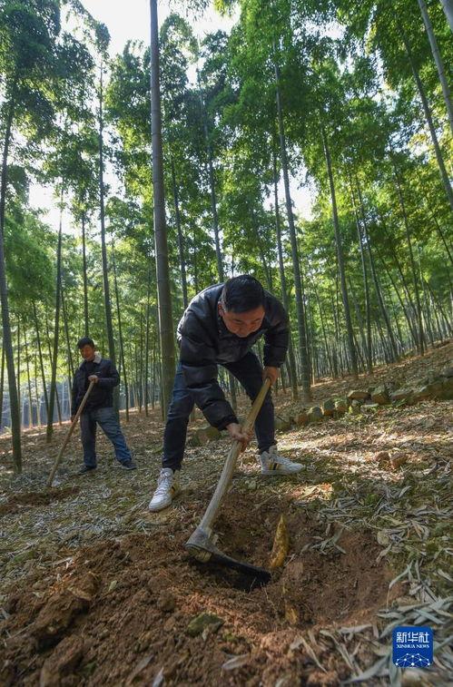 挖笋图片,挖笋体验记